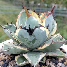 Agave Titanota "Black and Blue
