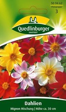 Dalie Mignon Mix Semi di