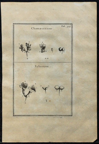 1719 caprifoglio incisione - 1719,