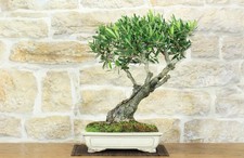 Bonsai di Olivo (181)
