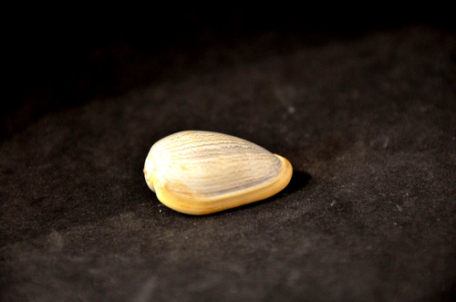 Cryptospira strigata strigata