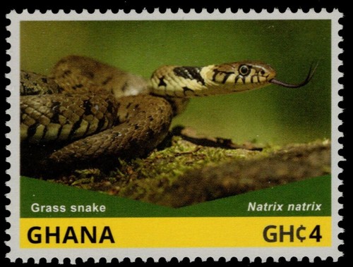 Ghana 2828c serpente d - 2828c, d'erba