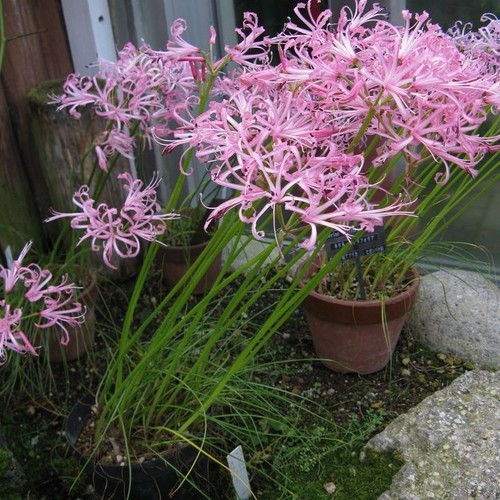 Bulbi fiori - bulbi,