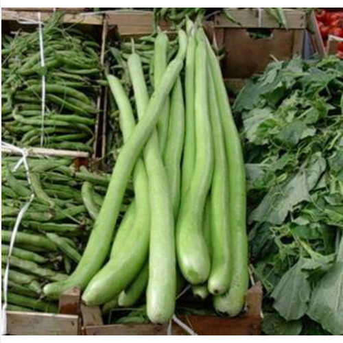 Zucca lunga serpente - zucca,