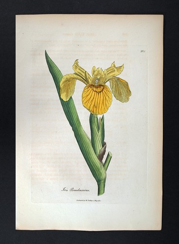 1810 woodville botanical print - 1810,