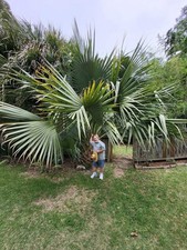 Sabal "carribean mystery"