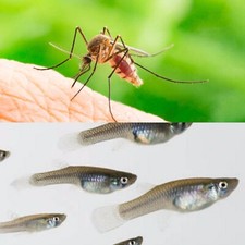 ✅Antizanzare Rimedio 40