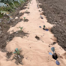 TELO PACCIAMATURA BIOLOGICO BIODEGRADABILE PACCIAMANTE ANTIRADICE PER ERBACCE