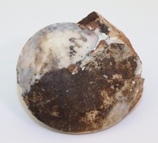 Ammonite, Pseudosageceras multilobatum, Trias, Lidak, Timor, Indonesia-m324