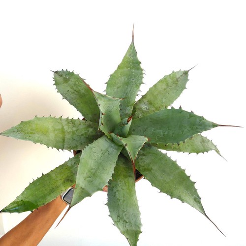 Agave parrasana green - agave,
