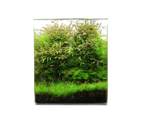 Natureholic crystal clear cube - natureholic,