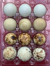 12 uova di quaglia Hollow