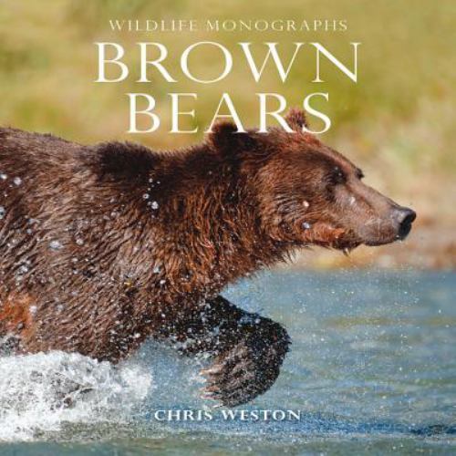 Brown bears wildlife - brown, (wildlife