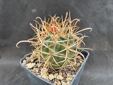 Ferocactus chrysacanthus - ferocactus,