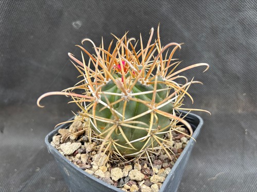 Ferocactus chrysacanthus - ferocactus,