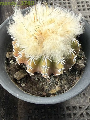 Discocactus horstii pianta - discocactus, di