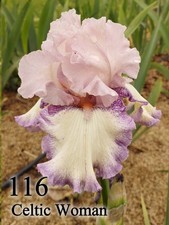 1 Rizoma Iris Germanica