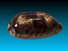 Cypraea testudinaria ingens, South Mozambique, 119 mm, EXTRA LARGE, HARD