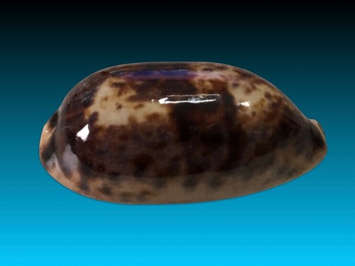 Cypraea testudinaria ingens