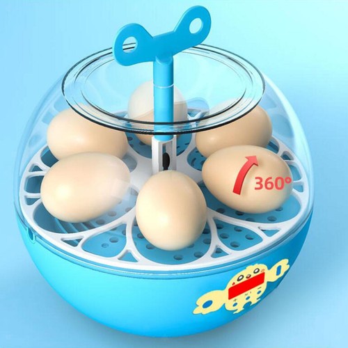 Uova pollo uccello - pollo,