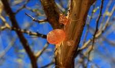 Arabic Gum 100 Resina Naturale