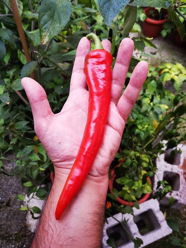 Semi corno capra paprika - corno, di