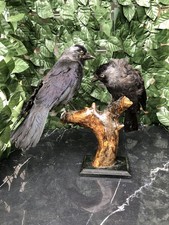 Corvo Mendula, Uccello