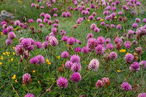 Red clover 1000 seeds - 1000+, –