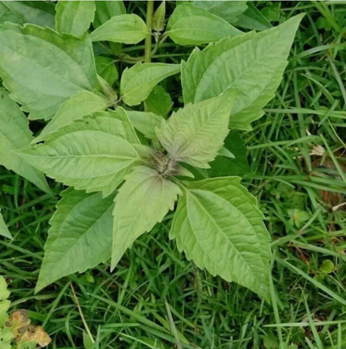 Dream herb calea - herb, zacatechichi