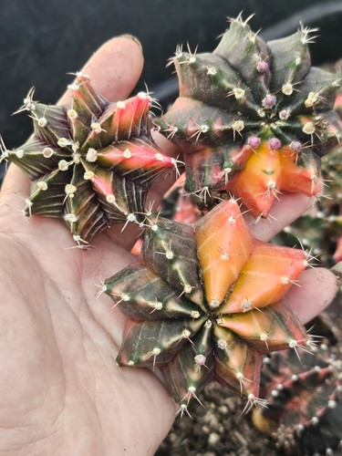 Gymnocalycium variegated pack