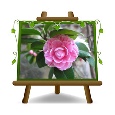 Camelia Japonica Rosa