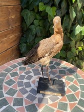 Uccelli imbalsamati: pittima