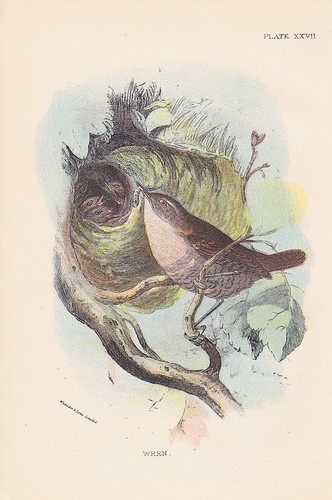 Scricciolo comune troglodytes - scricciolo,