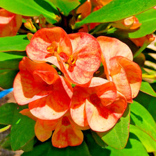 Corona di Spine Ngoentemban