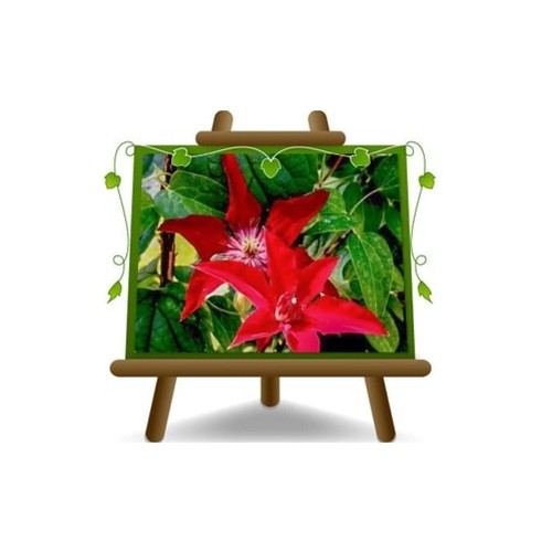 Clematis grandi fiori rosso - clematis,
