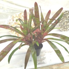Neoregelia Marmorata Pianta Che Vive Anche Senza Terriccio Perché In Natura Vive