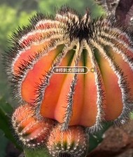 Rafte raro cactus - raro,