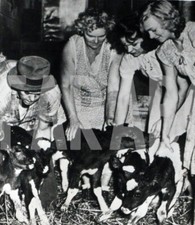 Foto vintage USA, Quattro vitellini, 1948, stampa 18x12 cm