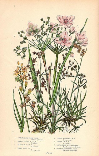 Stampa botanica antica 1899 - botanica,