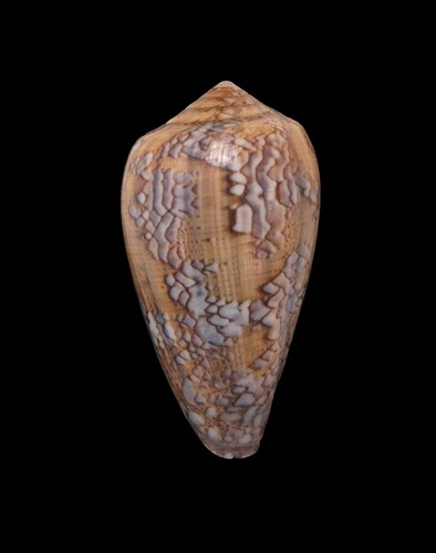 Conchiglia shell conus - conchiglia,