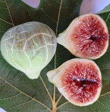 Fichi "de la senyora
