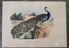 Ornitologia IL PAVONE Pavo cristatus Petraroia Boschi XIX sec. Atlante Zoologico
