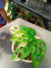 Monstera Adansonii giallo