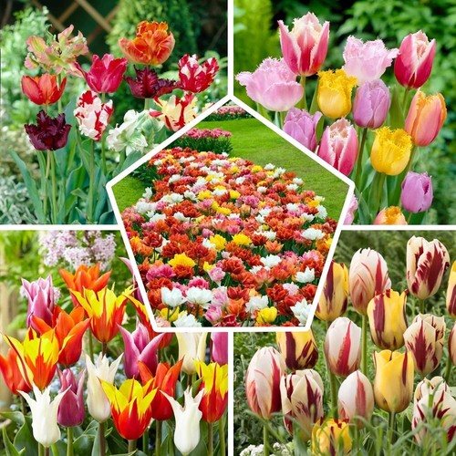 Bulbi fiori perenni esterno - bulbi,