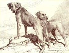 Antica stampa Rhodesian Ridgeback anni '30 decorazione artistica Rhodesian Ridgeback 6396p