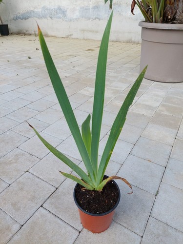 Iris germanica - iris,