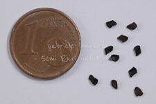 INDACO DEI TINTORI - INDIGOFERA TINCTORIA, 10 SEMI SELEZIONATI