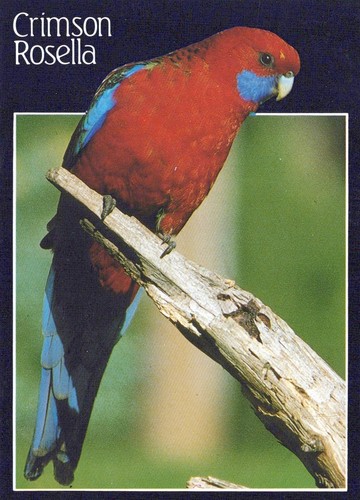 Cartolina crimson rosella - crimson,