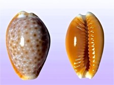 Cypraea helvola bellatrix, Nuku Hiva, Marquesas, 22,4 mm, LARGE, OLD COLL