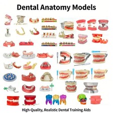 Dentale Typodont Modello Denti